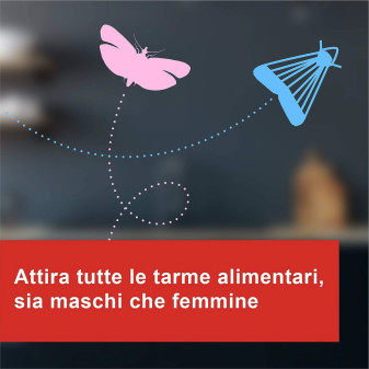 Tarme Alimentari Trappole Adesive per Dispensa Vape